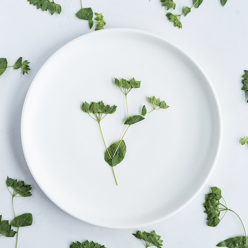 Plant Parent Sticker - 60 Stück Hasenohrgras mit Zweigen, echte
